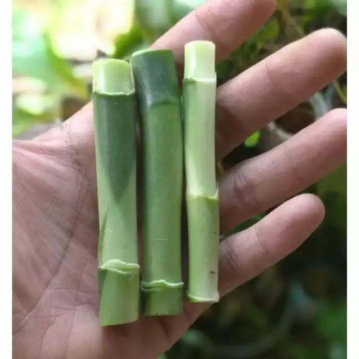 Detail Gambar Potongan Bambu Nomer 41