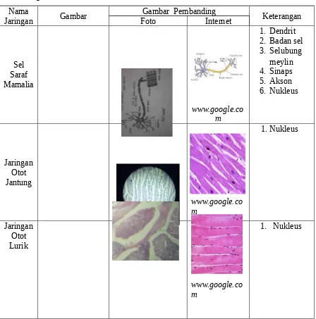 Detail Gambar Preparat Awetan Jaringan Otot Jantung Nomer 11