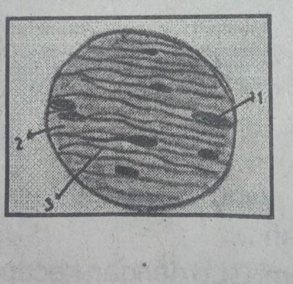 Detail Gambar Preparat Awetan Jaringan Otot Jantung Nomer 5