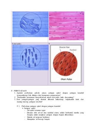 Detail Gambar Preparat Awetan Jaringan Otot Jantung Nomer 6