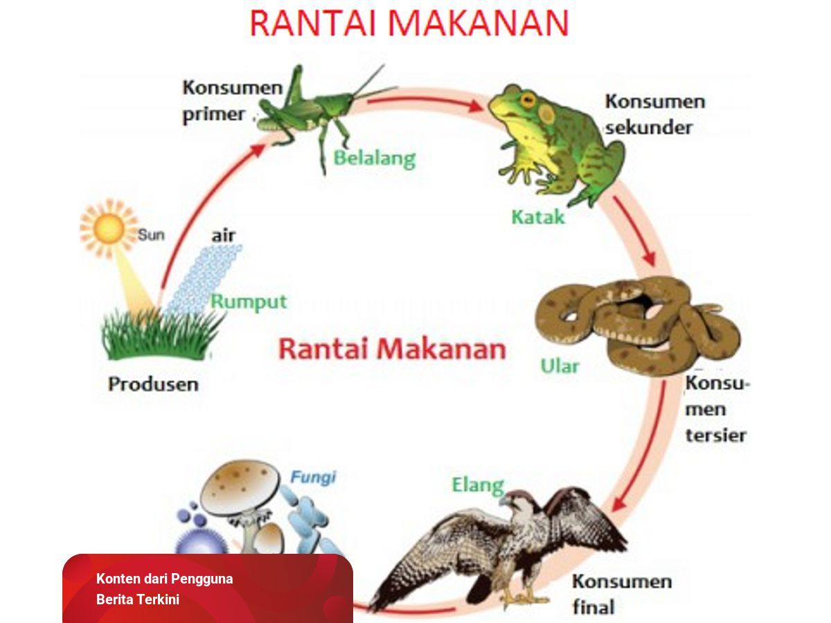 Detail Gambar Produsen Tumbuhan Sketsa Nomer 12