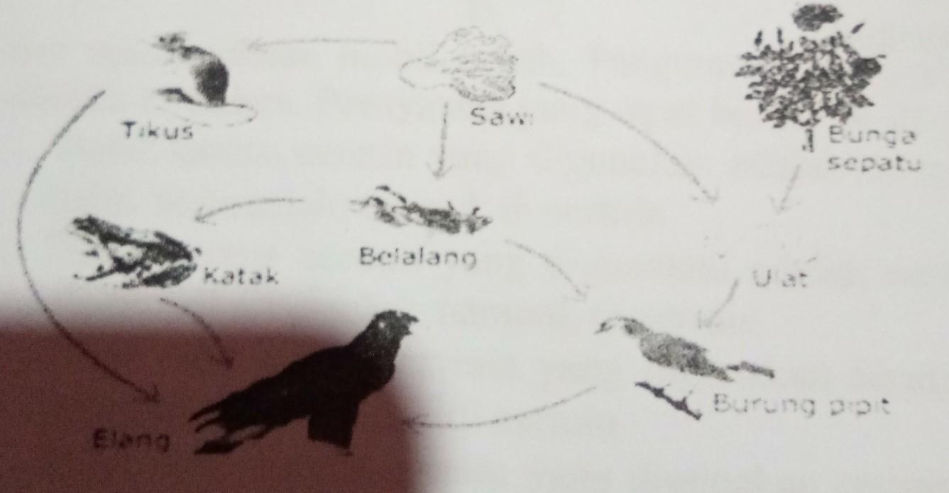 Detail Gambar Produsen Tumbuhan Sketsa Nomer 14