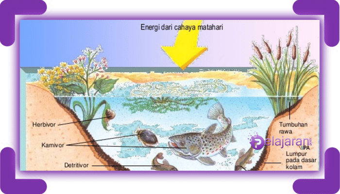 Detail Gambar Produsen Tumbuhan Sketsa Nomer 16