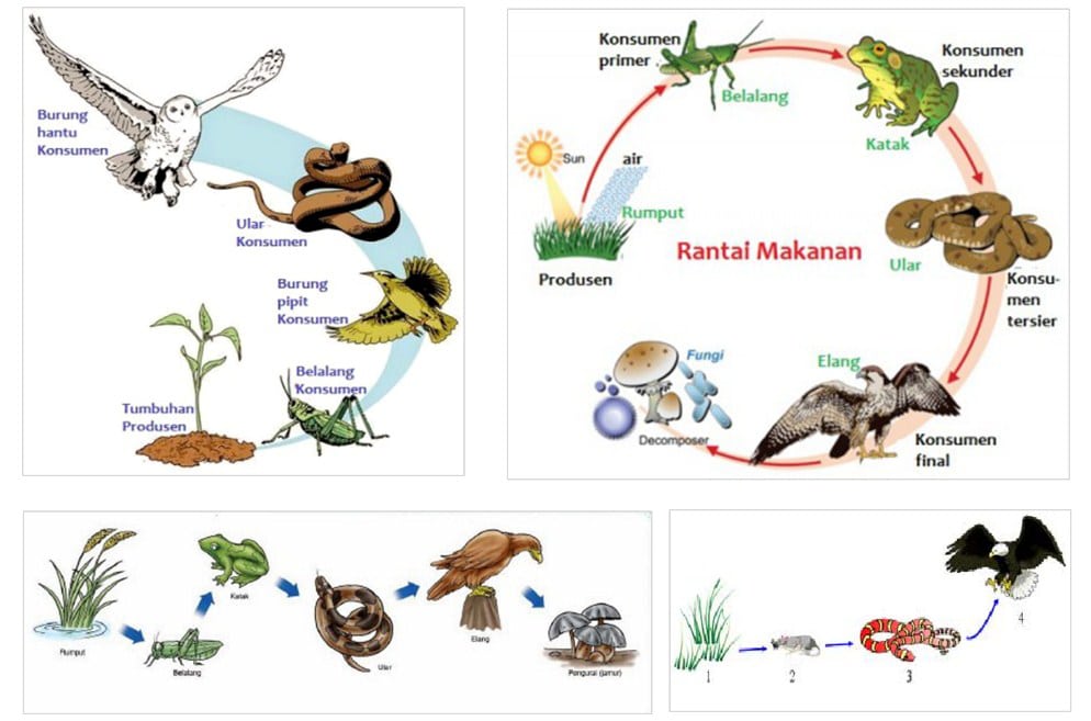 Detail Gambar Produsen Tumbuhan Sketsa Nomer 19