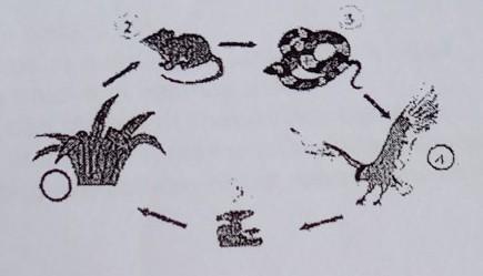 Detail Gambar Produsen Tumbuhan Sketsa Nomer 20