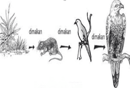 Detail Gambar Produsen Tumbuhan Sketsa Nomer 30