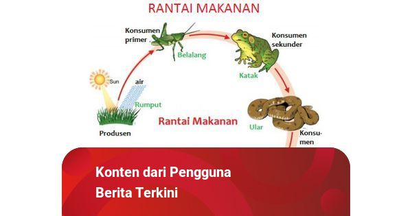 Detail Gambar Produsen Tumbuhan Sketsa Nomer 53