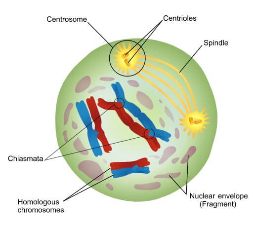 Detail Gambar Profase 1 Nomer 15