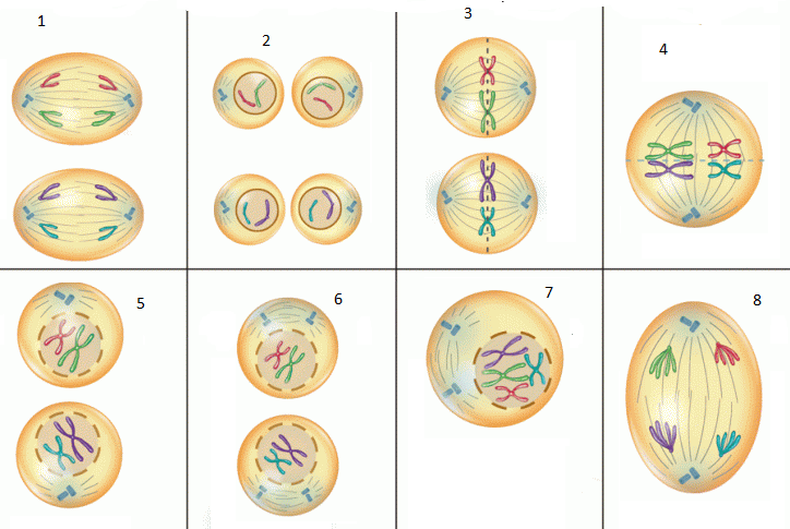 Detail Gambar Profase 1 Nomer 22