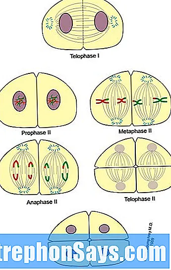 Detail Gambar Profase 1 Nomer 23