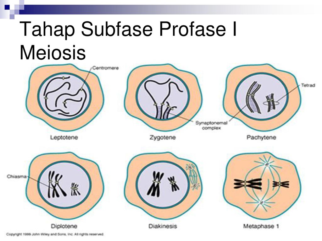 Detail Gambar Profase 1 Nomer 29