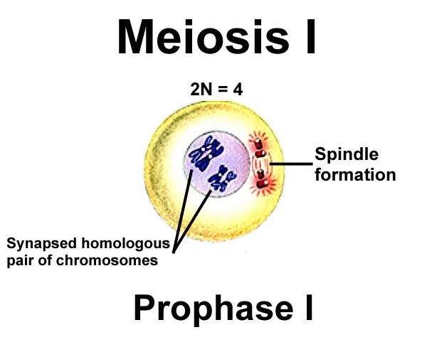 Detail Gambar Profase 1 Nomer 36