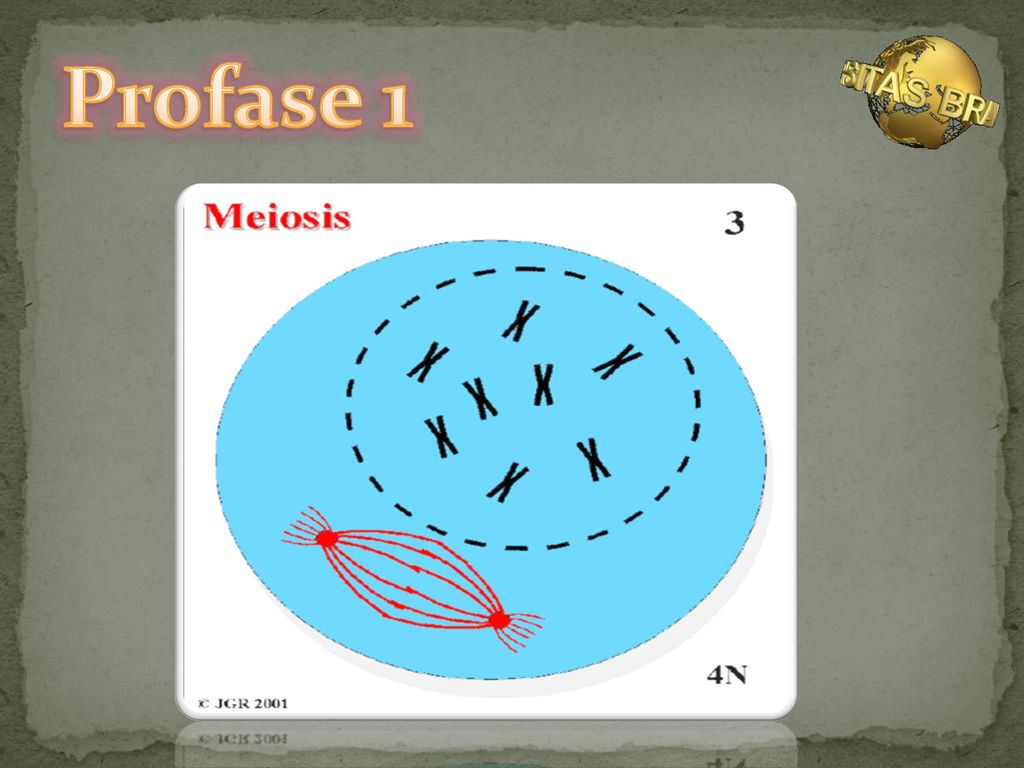 Detail Gambar Profase 1 Nomer 37