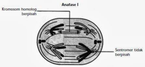 Detail Gambar Profase 1 Nomer 40