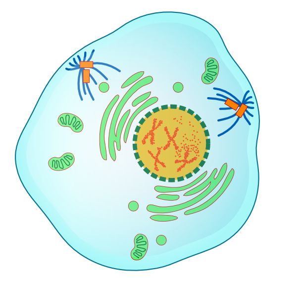 Detail Gambar Profase 1 Nomer 41