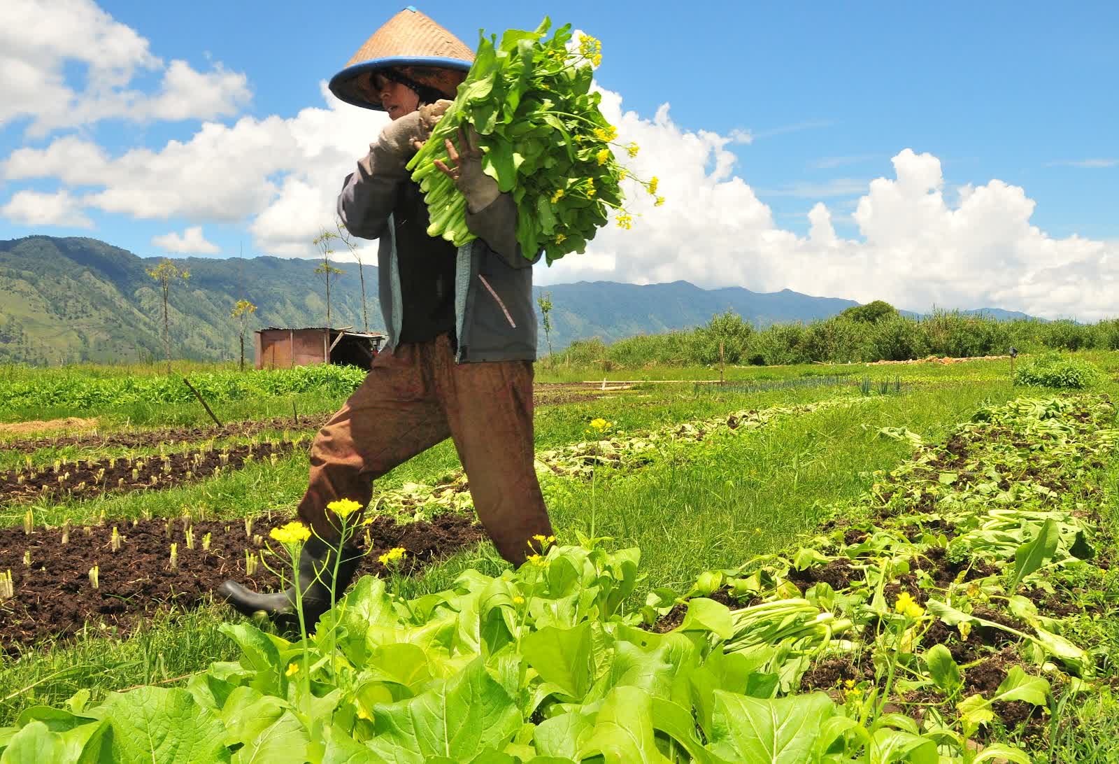 Detail Gambar Profesi Petani Kartun Nomer 45