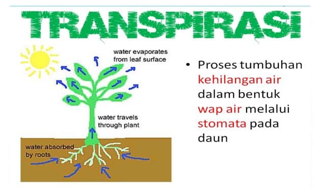 Detail Gambar Proses Air Yang Jatuh Di Pohon Atau Tumbuhan Nomer 51