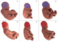 Detail Gambar Proses Bayi Lahir Nomer 12