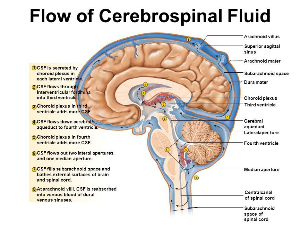 Detail Gambar Proses Cairan Serebrospinal Dalam Otak Nomer 8