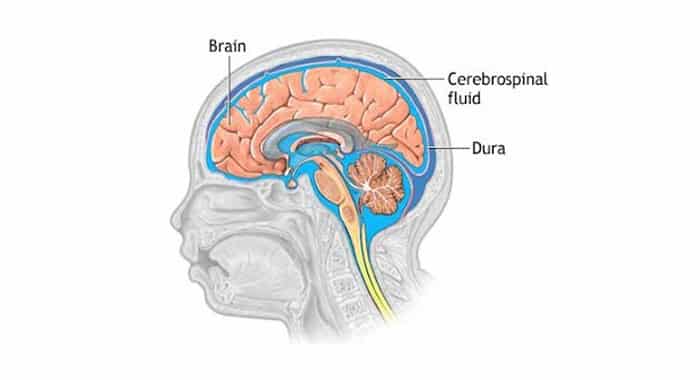 Gambar Proses Cairan Serebrospinalis Dalam Otak - KibrisPDR