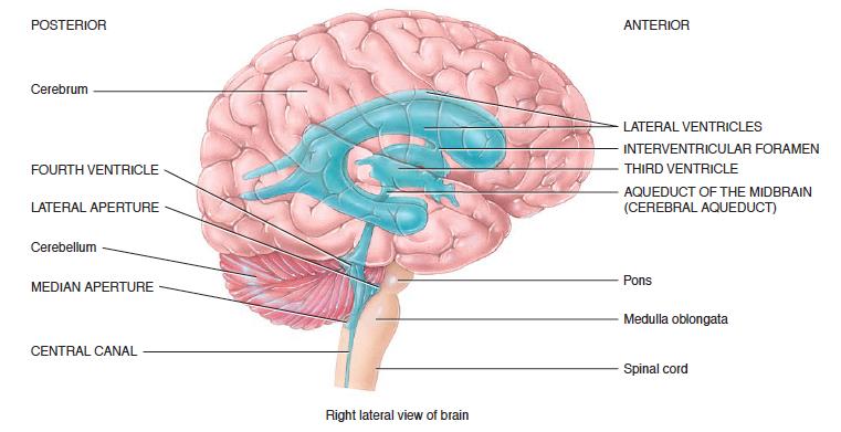 Detail Gambar Proses Cairan Serebrospinalis Dalam Otak Nomer 15