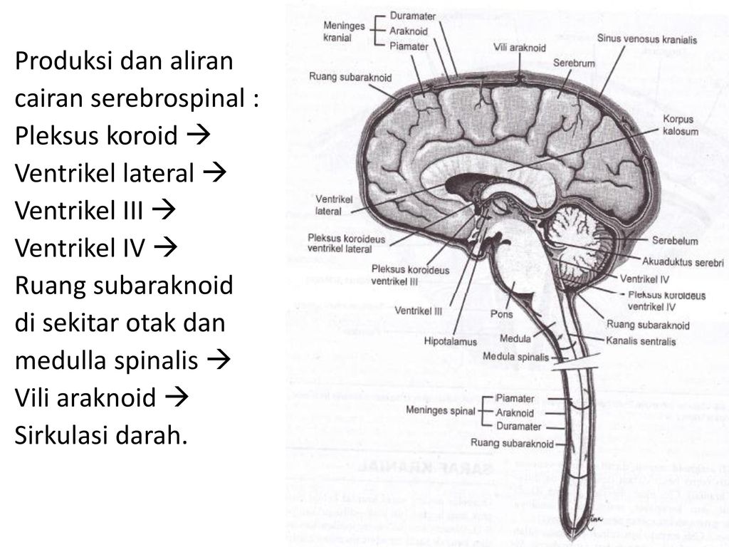 Detail Gambar Proses Cairan Serebrospinalis Dalam Otak Nomer 19