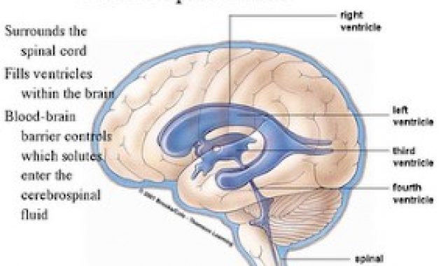 Detail Gambar Proses Cairan Serebrospinalis Dalam Otak Nomer 3