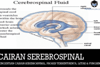 Detail Gambar Proses Cairan Serebrospinalis Dalam Otak Nomer 6