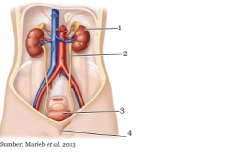 Detail Gambar Proses Ekskresi Nomer 15