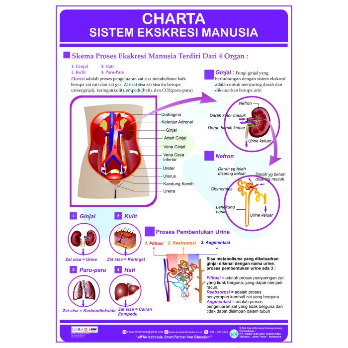 Detail Gambar Proses Ekskresi Nomer 29