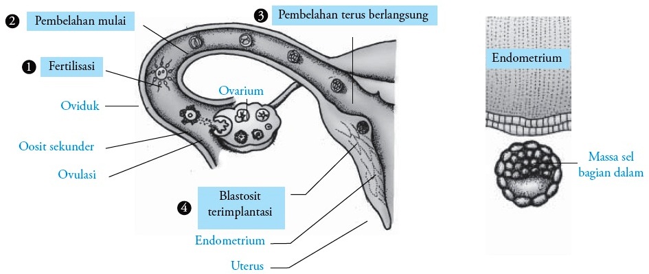 Detail Gambar Proses Fertilisasi Nomer 13