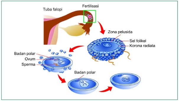 Detail Gambar Proses Fertilisasi Nomer 14