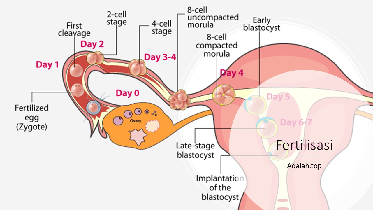 Detail Gambar Proses Fertilisasi Nomer 22