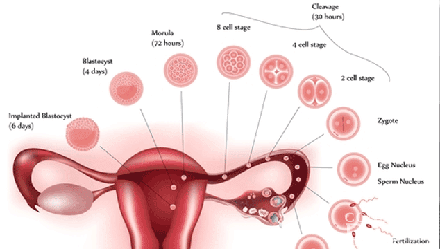 Detail Gambar Proses Fertilisasi Nomer 27