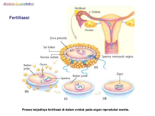 Detail Gambar Proses Fertilisasi Nomer 42