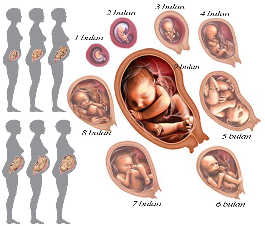 Detail Gambar Proses Fertilisasi Nomer 45