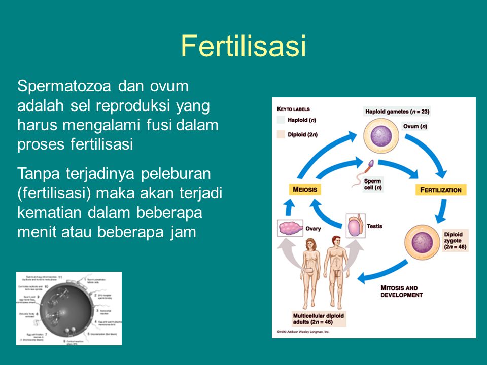 Detail Gambar Proses Fertilisasi Nomer 48