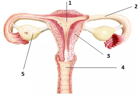 Detail Gambar Proses Fertilisasi Nomer 51