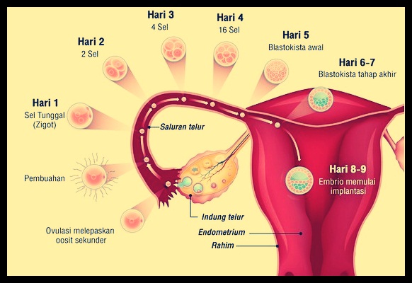 Detail Gambar Proses Fertilisasi Nomer 6