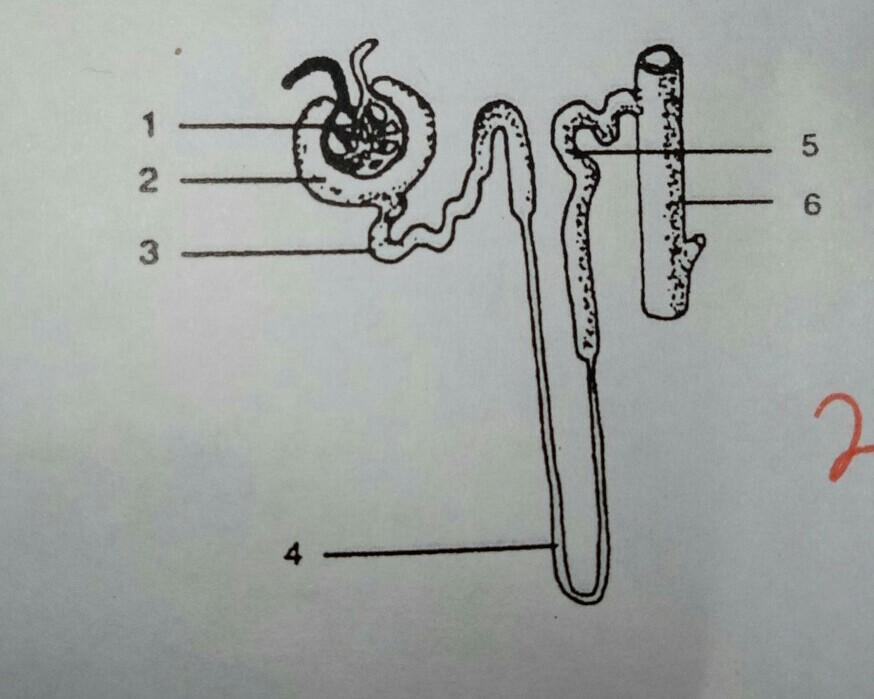 Gambar Proses Filtrasi - KibrisPDR