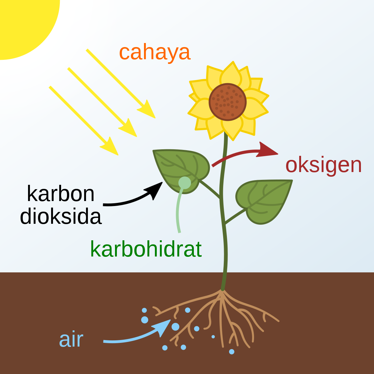 Gambar Proses Fotosintesis Pada Tumbuhan - KibrisPDR