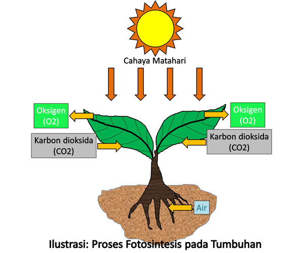 Detail Gambar Proses Fotosintesis Pada Tumbuhan Nomer 14