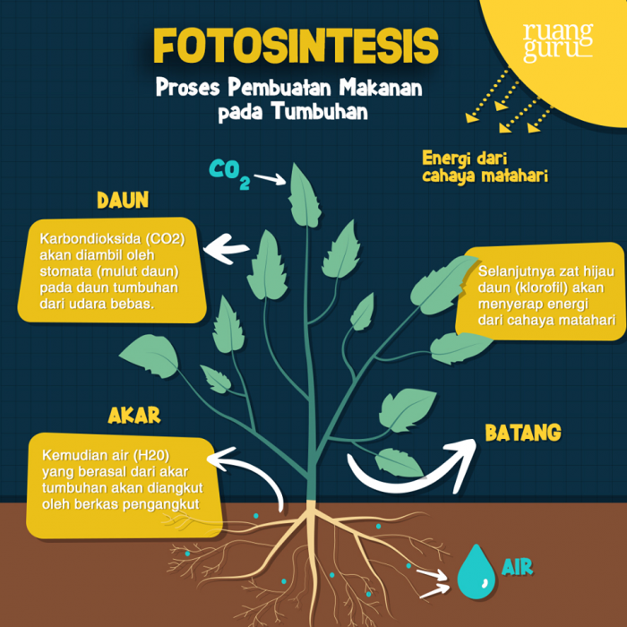 Detail Gambar Proses Fotosintesis Pada Tumbuhan Nomer 15