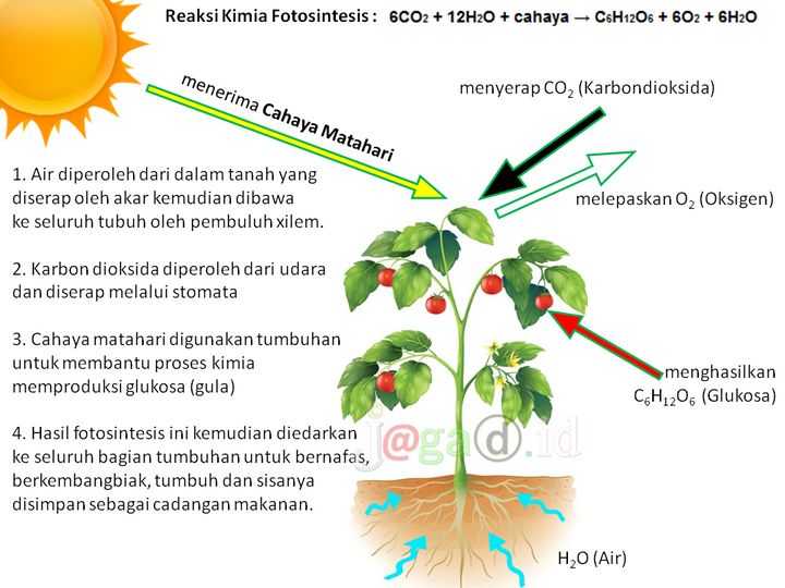 Detail Gambar Proses Fotosintesis Pada Tumbuhan Nomer 3