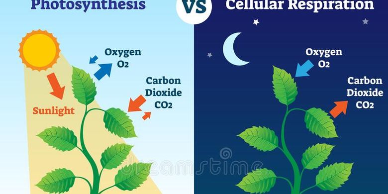 Detail Gambar Proses Fotosintesis Pada Tumbuhan Nomer 21