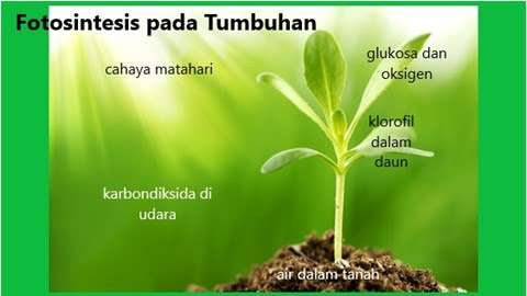 Detail Gambar Proses Fotosintesis Pada Tumbuhan Nomer 25