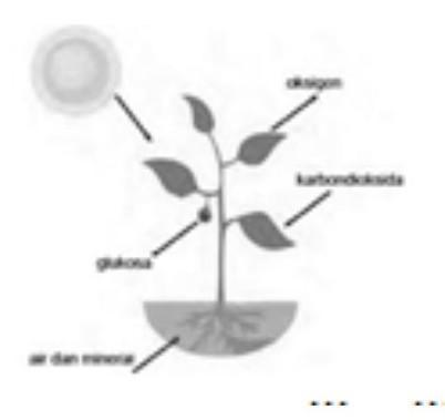 Detail Gambar Proses Fotosintesis Pada Tumbuhan Nomer 26