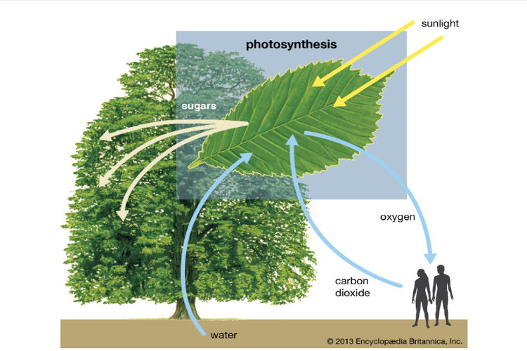 Detail Gambar Proses Fotosintesis Pada Tumbuhan Nomer 39