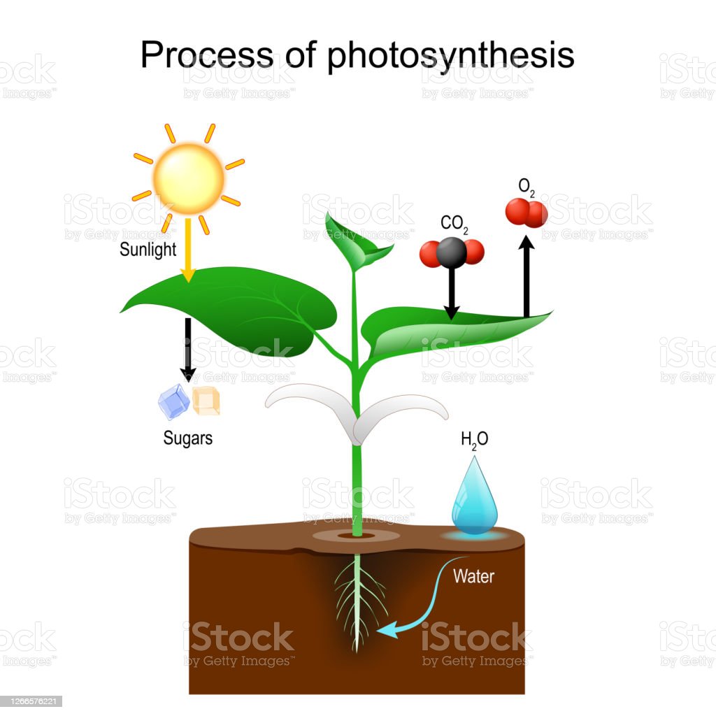 Detail Gambar Proses Fotosintesis Pada Tumbuhan Nomer 49