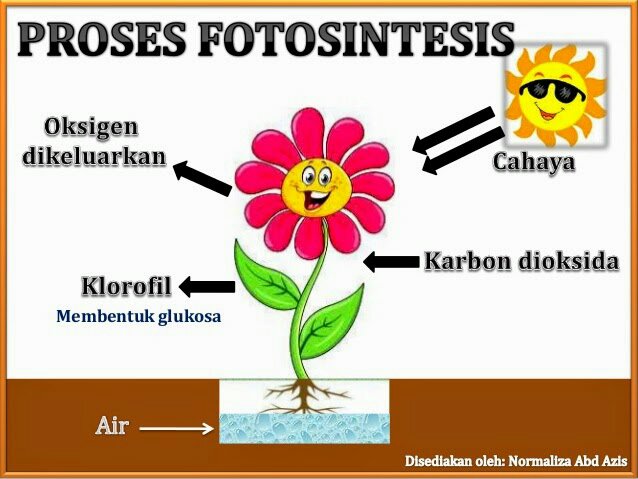 Detail Gambar Proses Fotosintesis Pada Tumbuhan Nomer 56